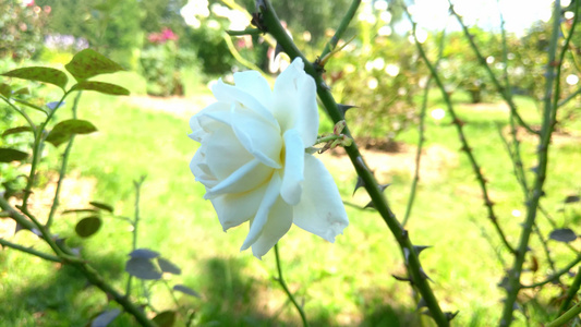在阳光明媚的白天花园里美丽的白玫瑰视频