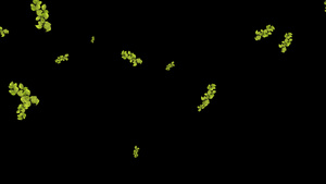 飄落树枝树叶粒子修饰动画 29秒视频