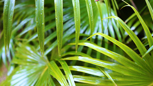 芭蕉叶上雨滴升格4K83秒视频