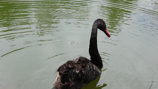 湖水中的黑天鹅特写镜头视频