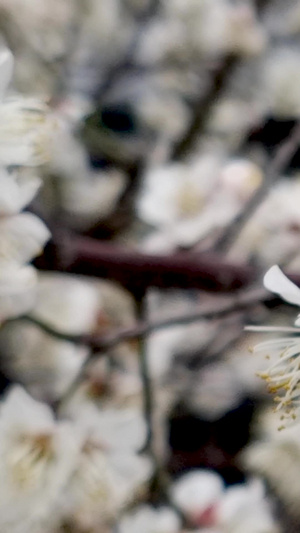 盛开的梅花争奇斗艳和勤劳的蜜蜂合集50秒视频