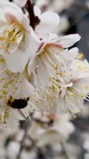 盛开的梅花争奇斗艳和勤劳的蜜蜂合集50秒视频