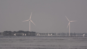 在风力发电的背景下湖上鸟儿的生长情况19秒视频