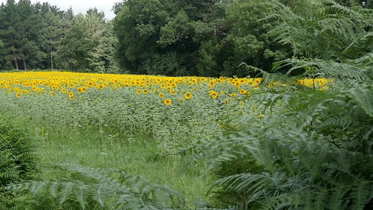 向向日葵田夏季风景视频