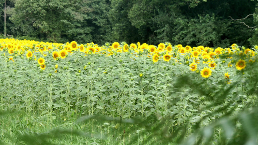 向向日葵田夏季风景视频