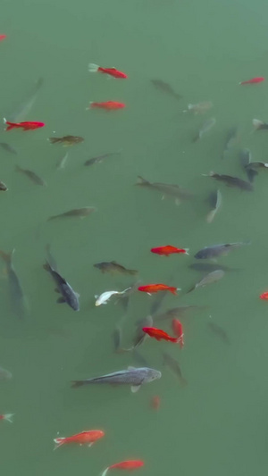 碧波池塘中欢快游水的鱼群成群结队35秒视频