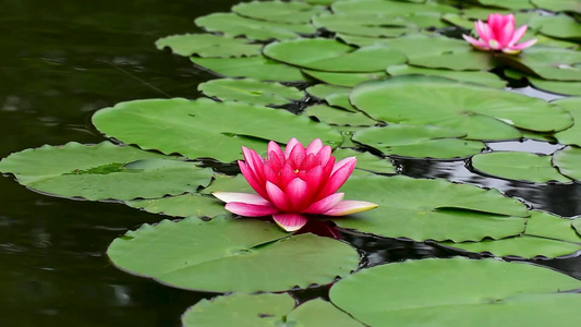 夏天池塘中的睡莲花特写镜头视频