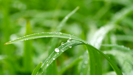 4k春天草地雨中草地植物绿植小草空境[几盆]视频