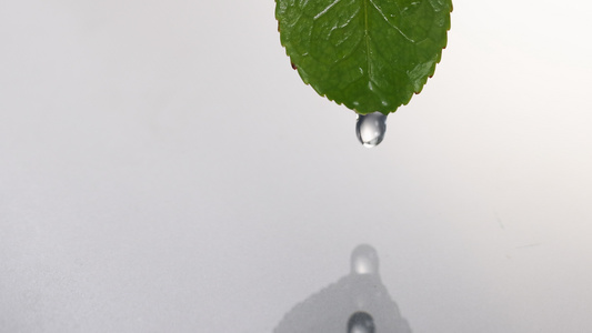 叶子上的水滴掉在水中激起涟漪视频