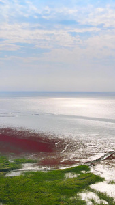 航拍红海滩芦苇海交界红绿颜色碰撞大自然繁衍生长视频
