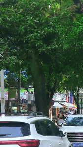 雨后的太阳照耀在湿漉漉的林荫路上雨后的人们视频