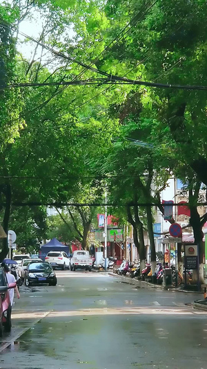 雨后的太阳照耀在湿漉漉的林荫路上城市街景18秒视频