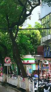 雨后的太阳照耀在湿漉漉的林荫路上湿漉漉的马路视频