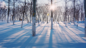冬天阳光穿过雪地树林15秒视频