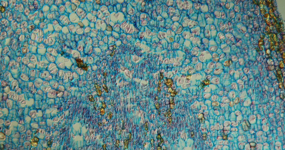 显微镜放大下的植物横截段细胞视频视频