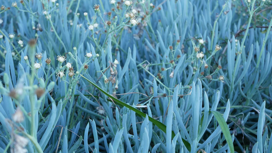 美国加利福尼亚州的冰植物多汁园艺家庭花园设计天然植物视频