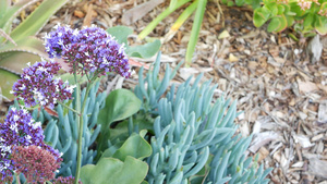 美国加利福尼亚州的冰植物多汁园艺家庭花园设计天然植物18秒视频