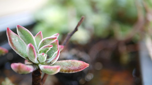 多肉植物9秒视频