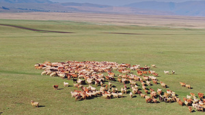 4K那拉提空中草原的羊群航拍39秒视频