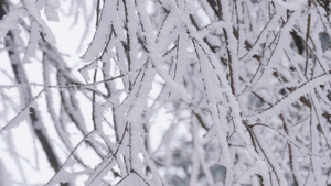 4K实拍唯美大雪后的树枝裹满冰雪43秒视频