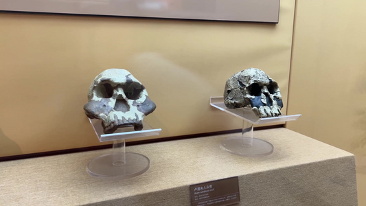 古人类原始人头骨化石骷髅视频