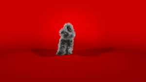 红背景的猴子角色以红色背景为背景21秒视频