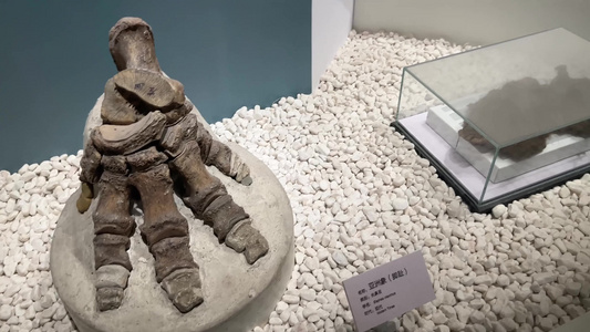 古生物骨骼化石恐龙化石视频