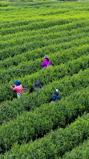 实拍茶园茶农采茶视频素材春茶节26秒视频