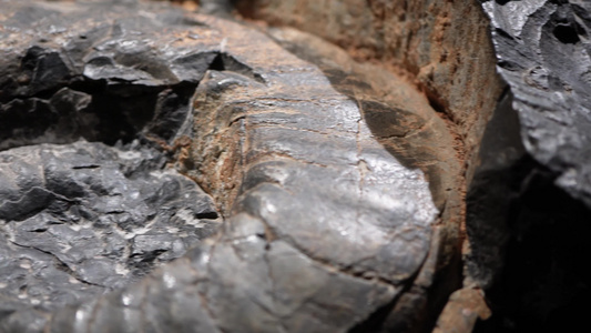 古生物史前生物鹦鹉螺化石视频