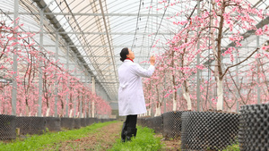 桃树大棚采集农作物数据的科研人员36秒视频