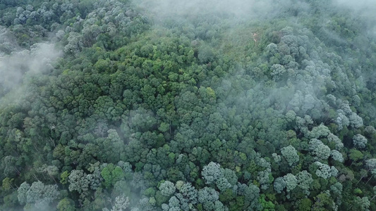 飞越奉江山森林的雾海空中飞行视频