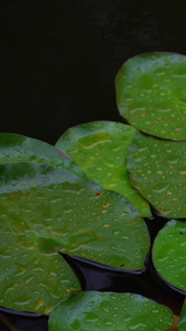 雨中睡莲视频