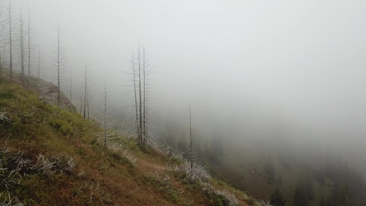 林中山里有浓雾视频