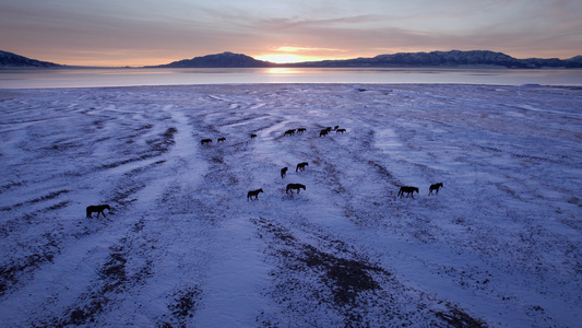 航拍清晨赛里木湖冬季马群视频