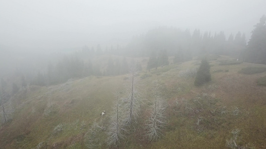 林中山里有浓雾视频