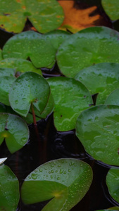 雨中睡莲视频