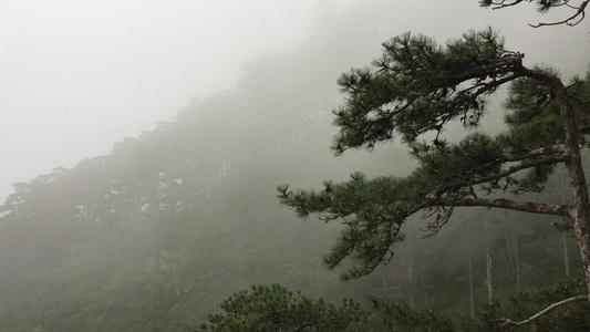 黄山雾松浓雾覆盖美丽的自然景观视频