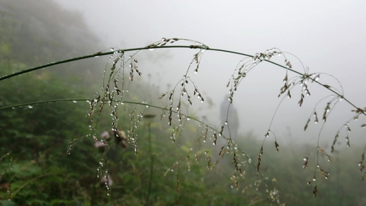 在雾中的绿草上露出露水视频