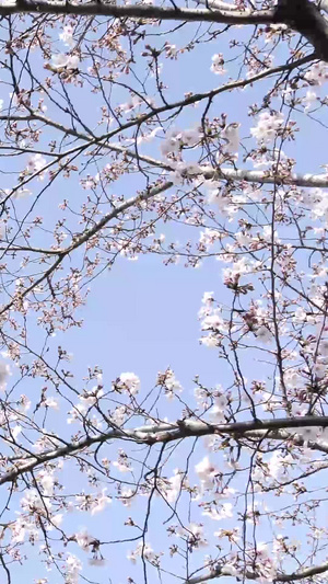 樱花树林三个角度樱花树干66秒视频