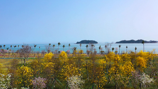 珠海格力海岸黄花分外香视频