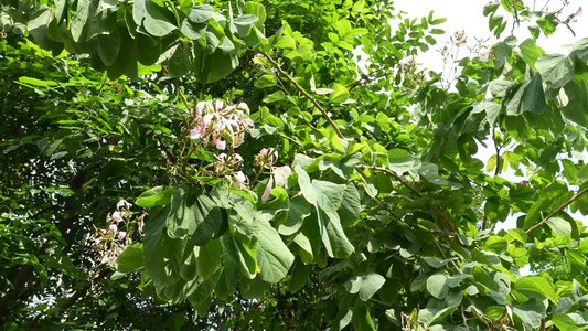 阳光下的绿植视频