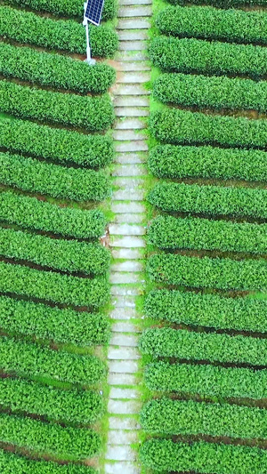 多角度航拍俯拍茶叶种植园茶树茶文化23秒视频
