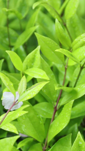 雨中绿叶春茶节视频