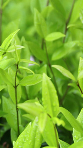 雨中绿叶春茶节视频