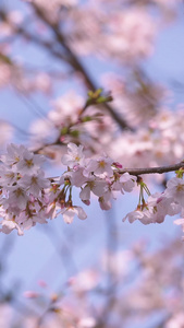 春天蓝色天空白色樱花素材生机勃勃视频