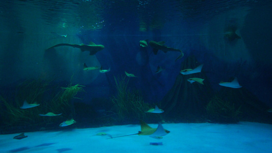 4k水族馆里的小鲨鱼和魔鬼鱼视频