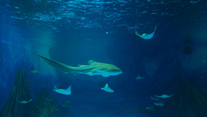4k水族箱中的小鲨鱼和蝠鲼26秒视频