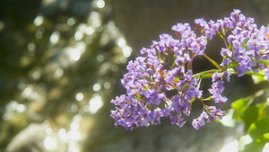 紫花在溪流中31秒视频