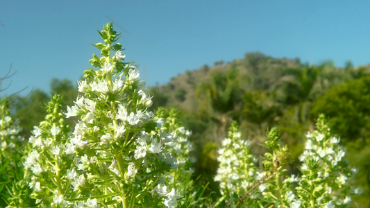 热带山山岛上的白花视频