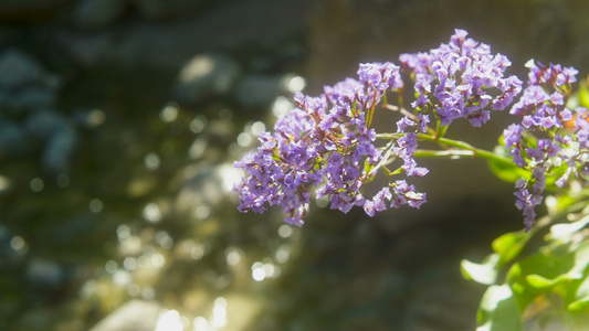河上紫色花朵视频